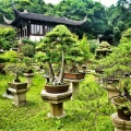 Ogród Bonsai